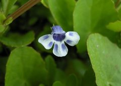 Lindernia grandiflora
