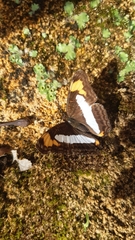 Adelpha paroeca paroeca