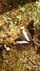 Adelpha paroeca paroeca