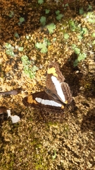 Adelpha paroeca paroeca