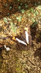 Adelpha paroeca paroeca