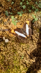 Adelpha paroeca paroeca