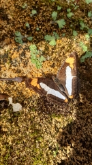 Adelpha paroeca paroeca