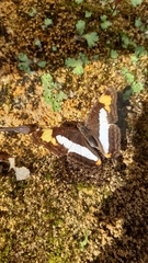 Adelpha paroeca paroeca