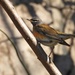 Eyebrowed Thrush - Photo (c) Chuangzao, some rights reserved (CC BY-NC), uploaded by Chuangzao