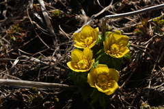Trollius ranunculinus