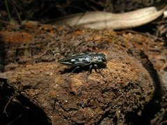 Chalcophora georgiana