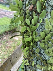 Pyrrosia piloselloides