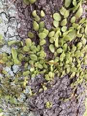 Pyrrosia piloselloides