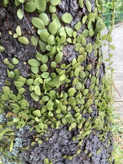 Pyrrosia piloselloides