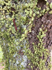 Pyrrosia piloselloides