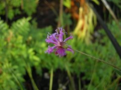 Vernonia blodgettii