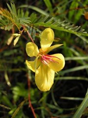 Chamaecrista deeringiana