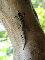 Lygodactylus mombasicus