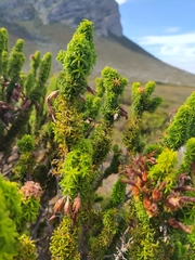 Erica coccinea