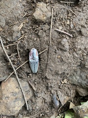 Chalcolepidius erythroloma