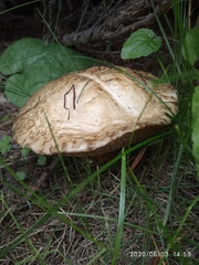 Suillus viscidus