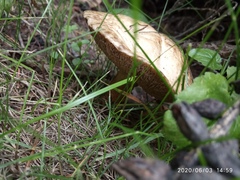 Suillus viscidus