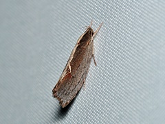 Archaereta dorsivittella