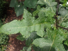 Solanum vicinum