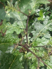 Solanum vicinum