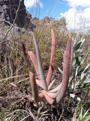 Aloe isaloensis