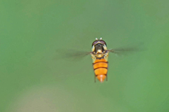 Episyrphus trisectus