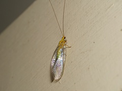 Calochrysa extranea