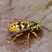 Western Yellowjacket - Photo (c) Steven Mlodinow, some rights reserved (CC BY-NC), uploaded by Steven Mlodinow