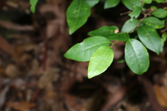 Cleistanthus cunninghamii