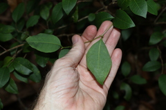 Cleistanthus cunninghamii