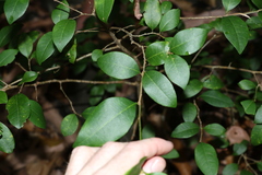 Cleistanthus cunninghamii