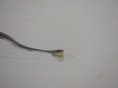 Thamnophis eques obscurus