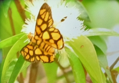 Odina hieroglyphica ortina