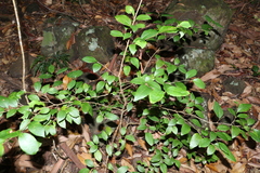 Cleistanthus cunninghamii