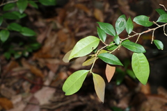 Cleistanthus cunninghamii