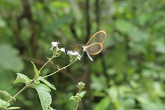 Pteronymia rufocincta