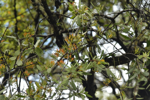 Alepis flavida (Alepis flavida)