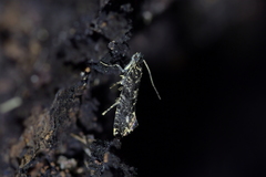 Tinea fagicola
