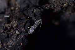 Tinea fagicola