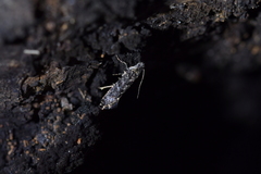 Tinea fagicola