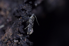 Tinea fagicola