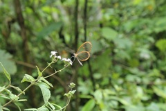 Pteronymia rufocincta