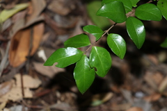 Gossia fragrantissima