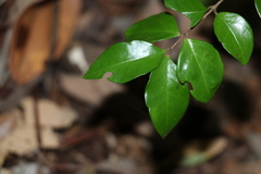 Gossia fragrantissima