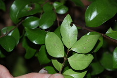 Gossia fragrantissima