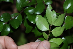 Gossia fragrantissima