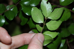 Gossia fragrantissima