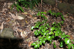 Gossia fragrantissima