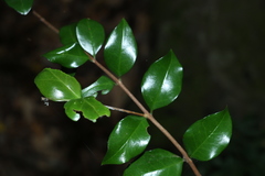 Gossia fragrantissima